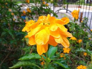 macro yellow flower by septian rishal